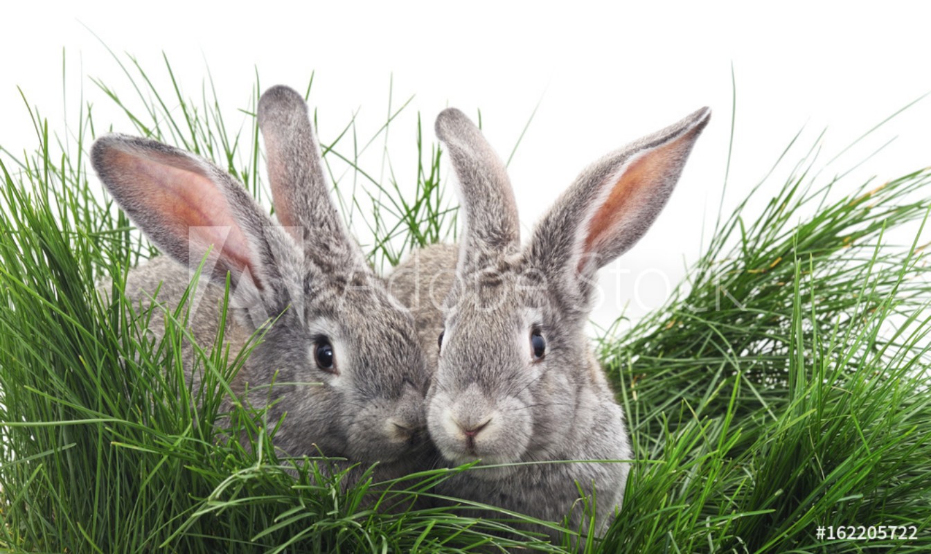 Grey rabbits from Wallmural Familywallpapers